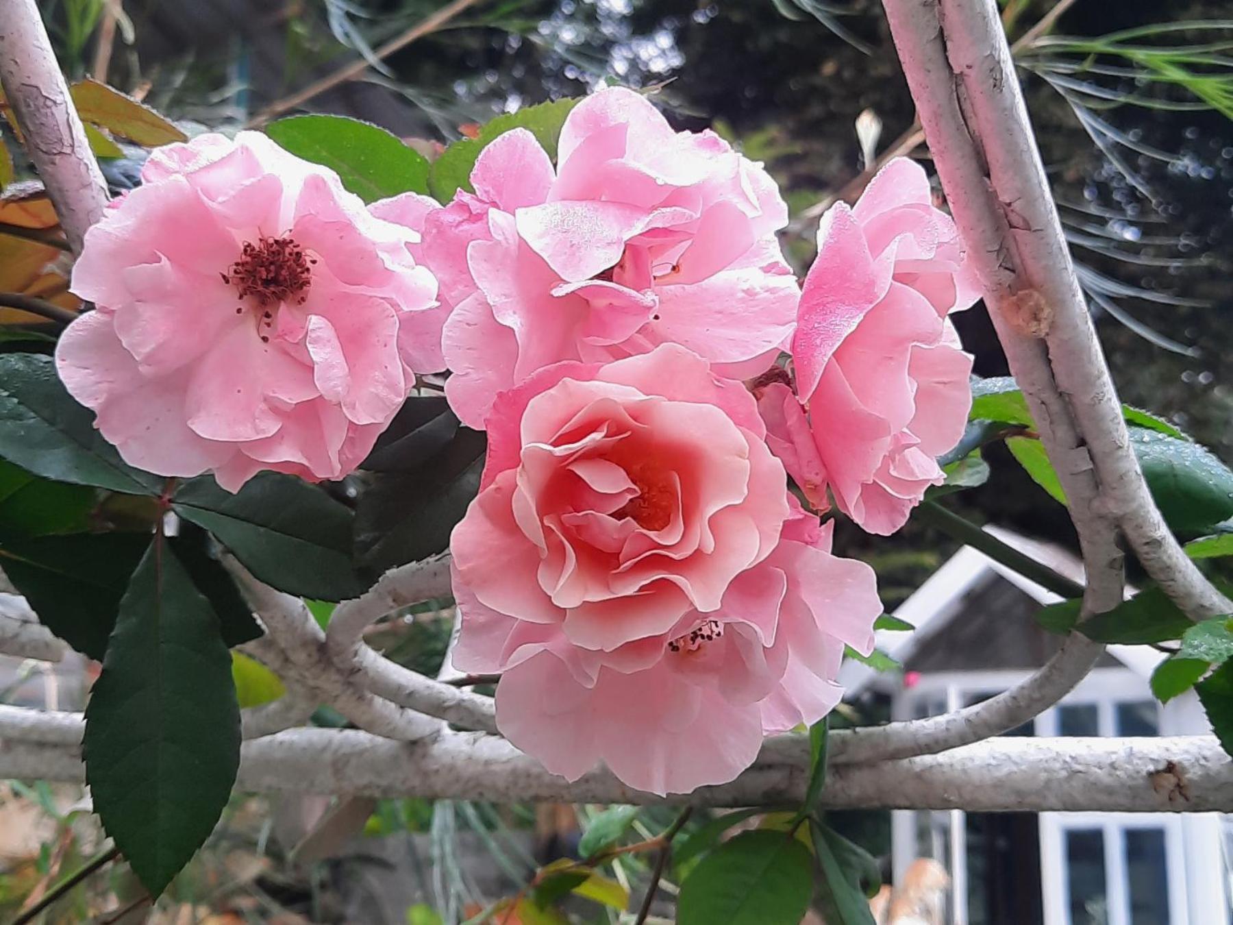 Balmy Hideout Cafe & Homestay Ban Huai Kaeo Exteriör bild